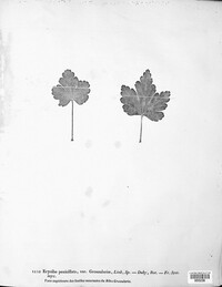 Erysiphe penicillata image